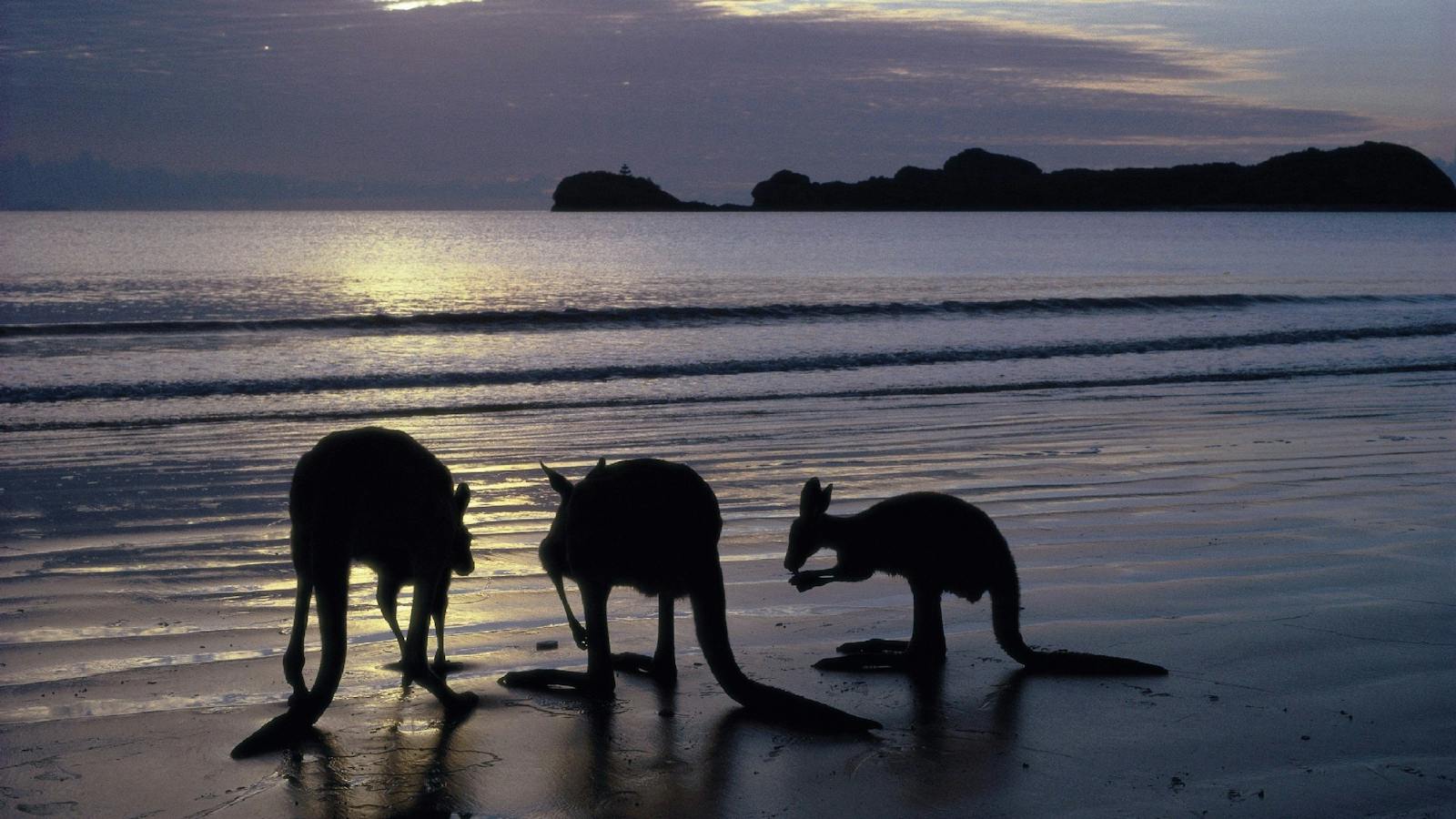 Wallabies having a morning feed at Cape Hillsborough Beach
