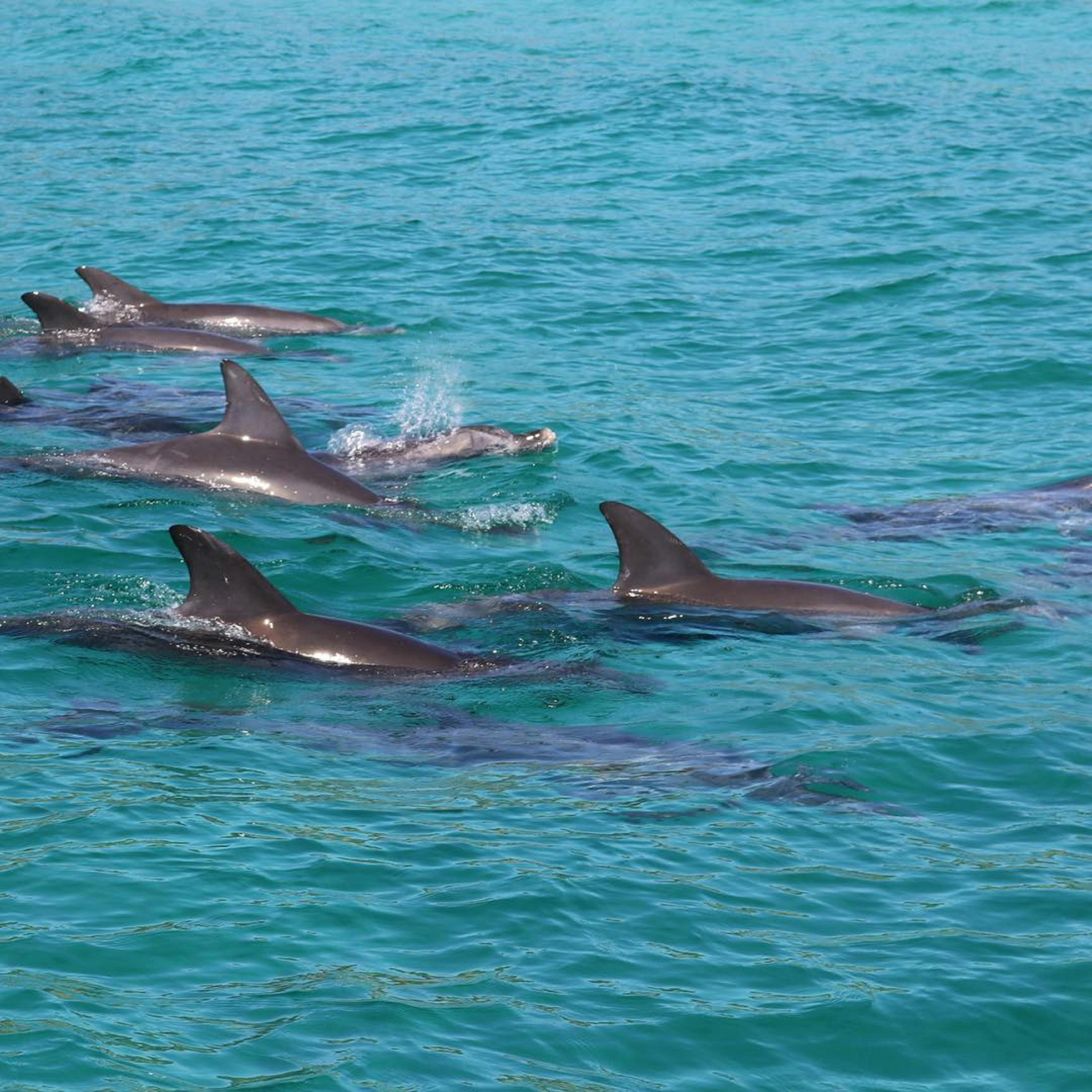 Dolphins in the bay