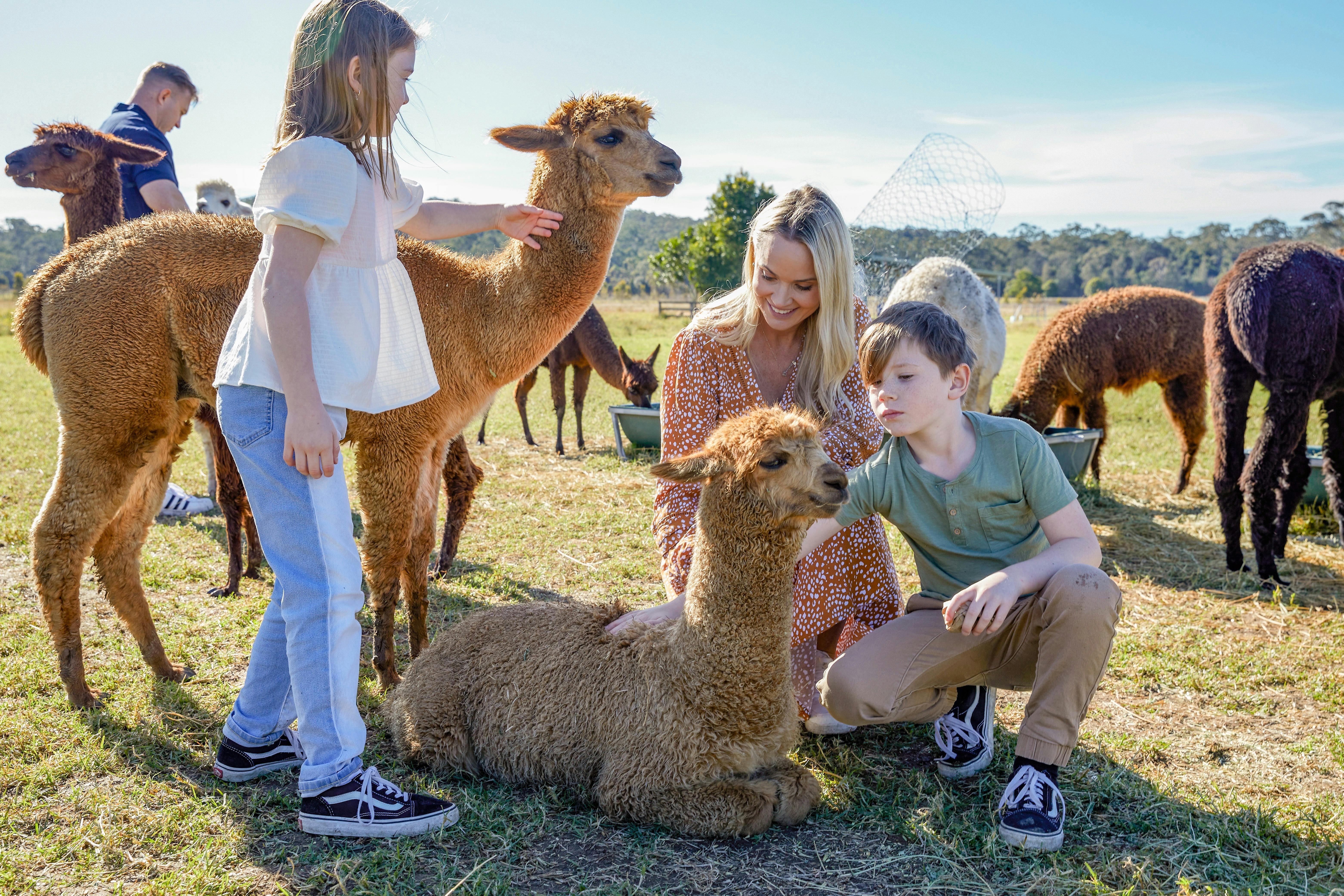 Brunch with alpacas