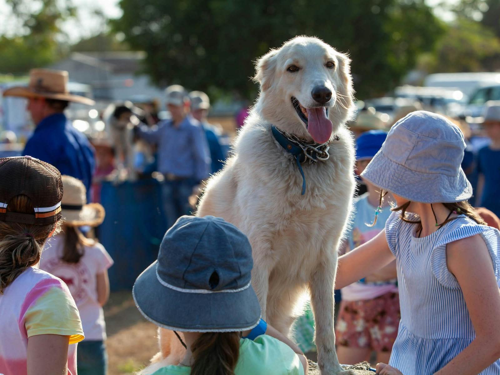 Kids engaging with and helping train the working dogs during a show