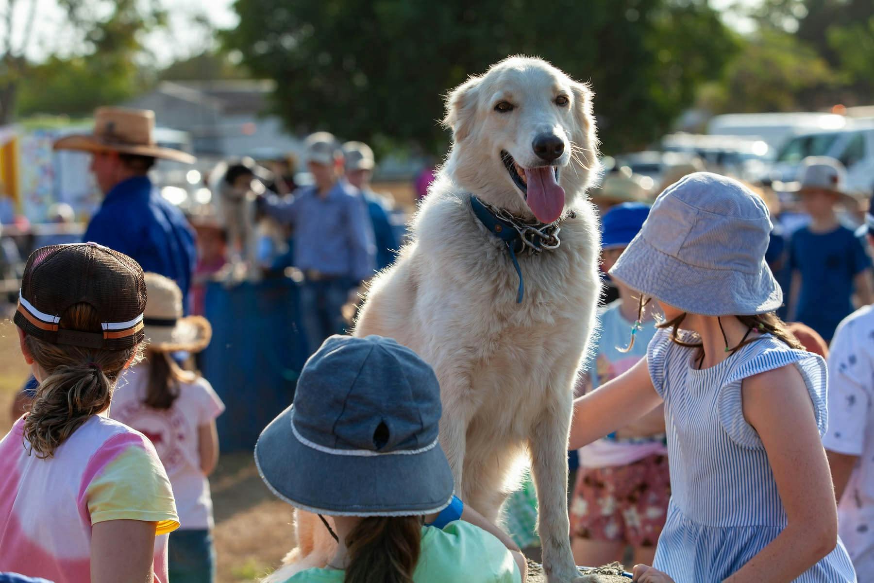 Kids engaging with and helping train the working dogs during a show