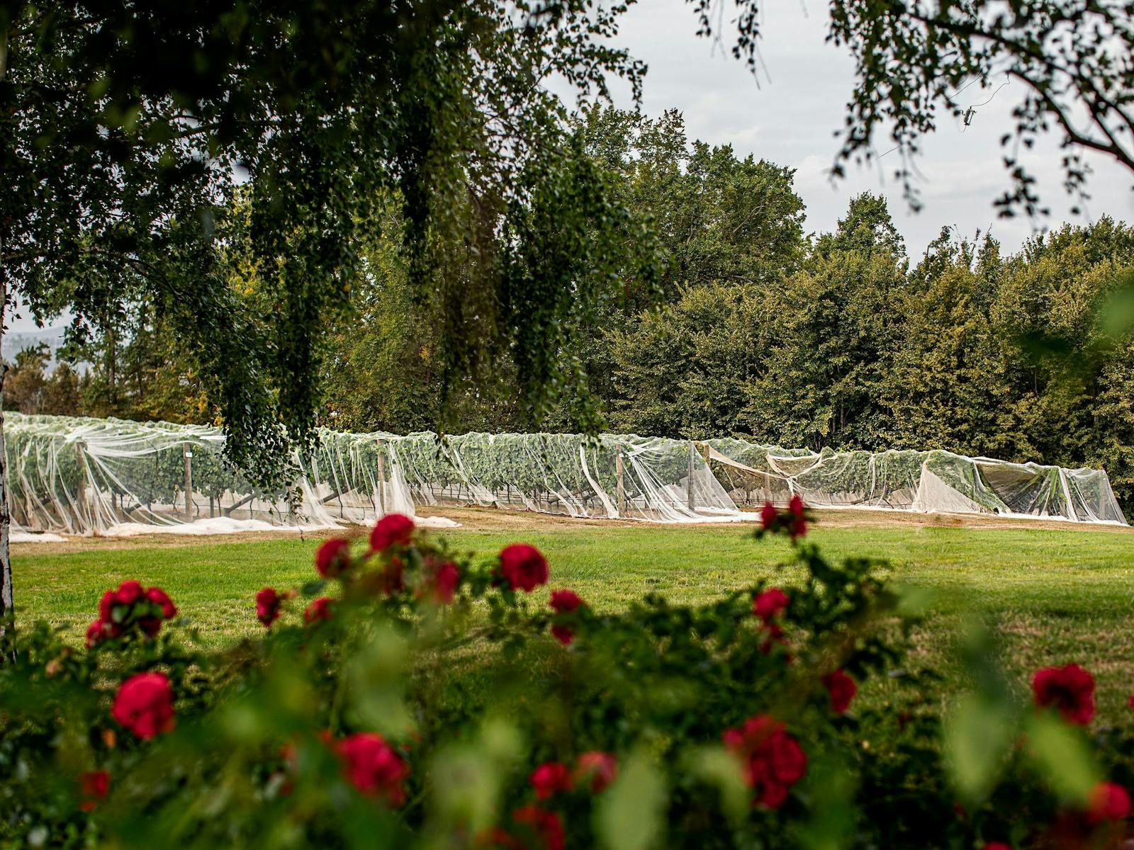 Behind the roses
