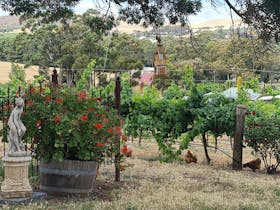 Chickens in a vineyard