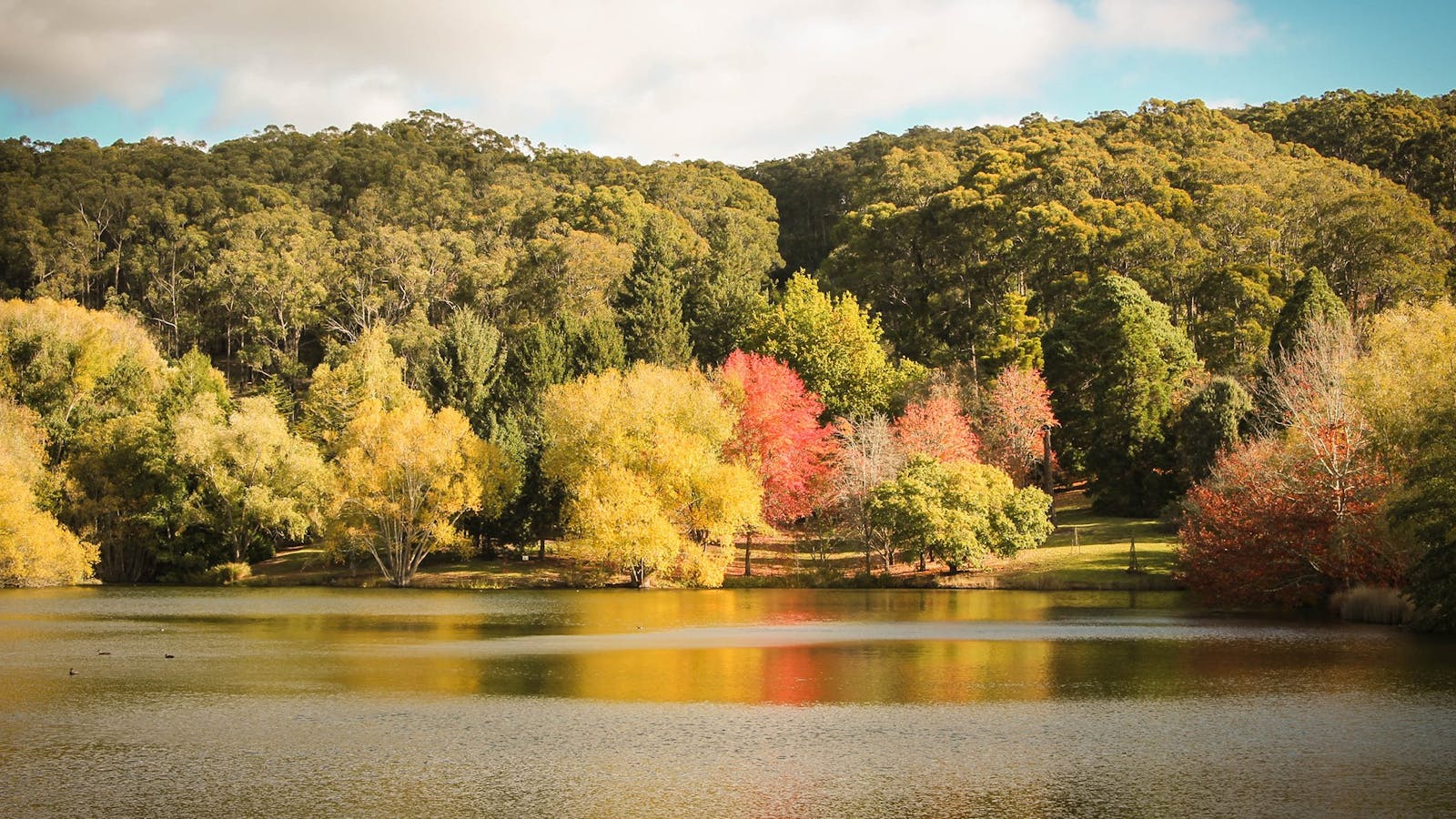 Mount Lofty Botanic Garden