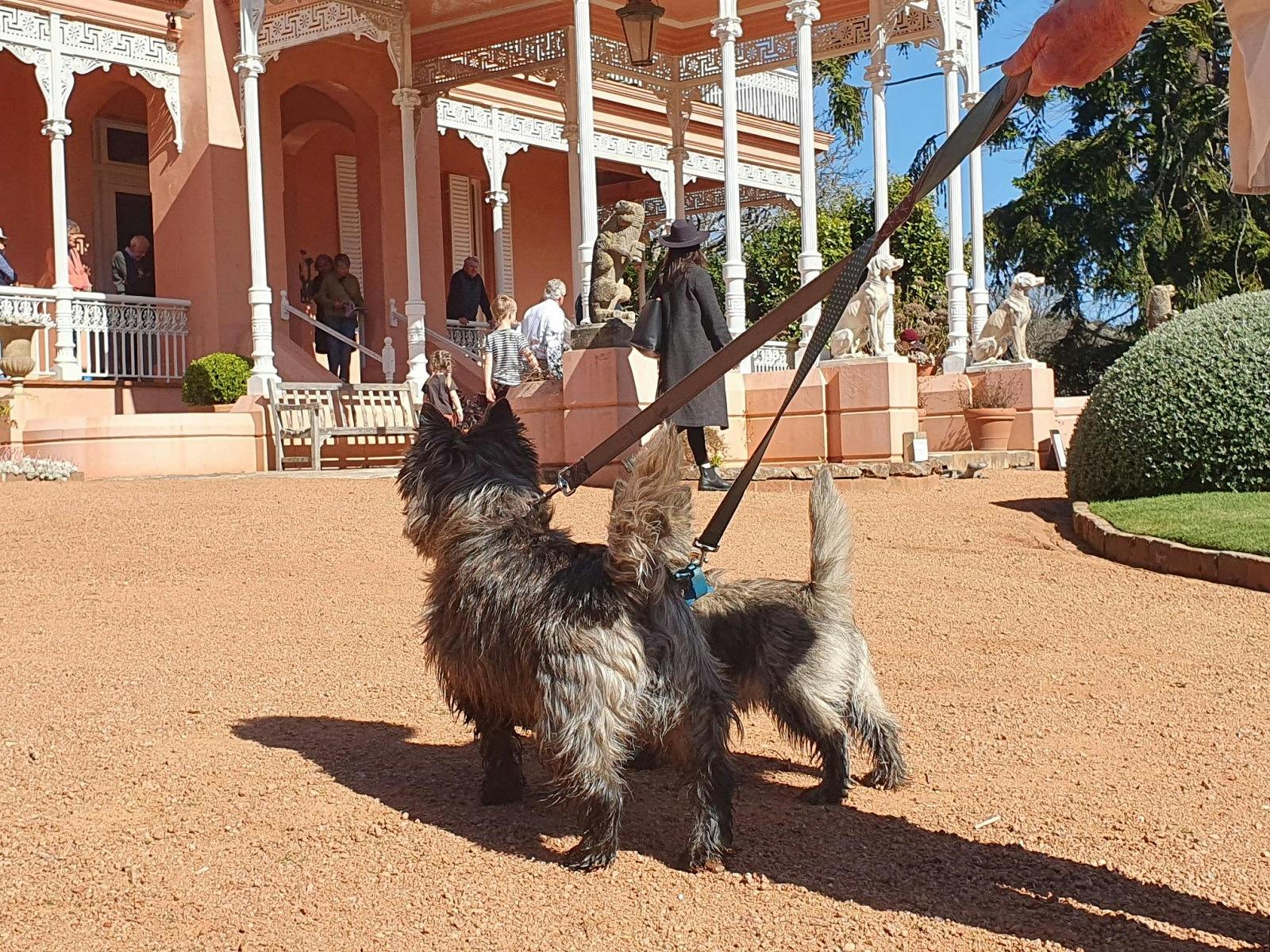 International Dog's Day Out at Retford Park, Bowral
