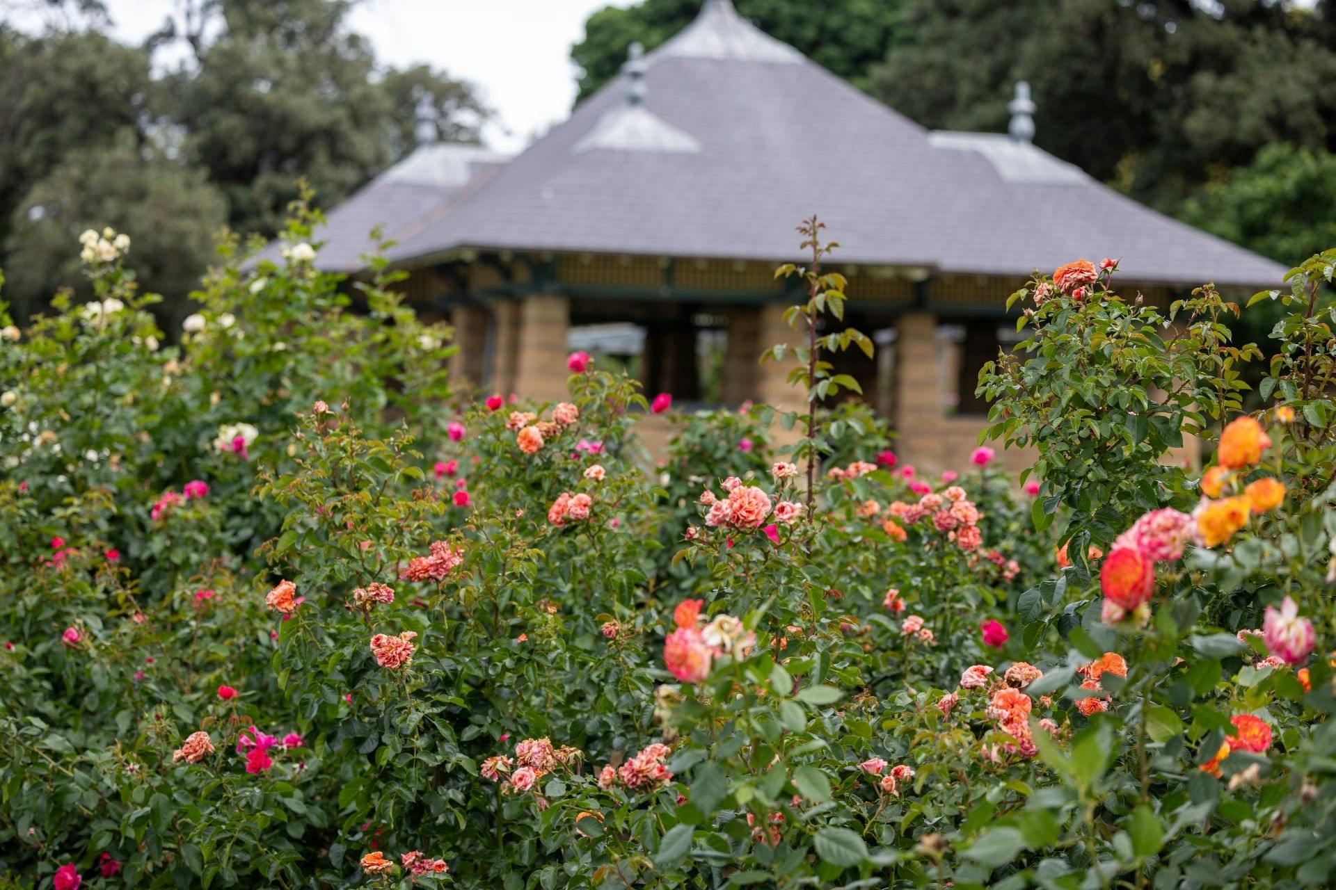 Experience the Palace Rose Garden between September and May for a stunning, colourful display.