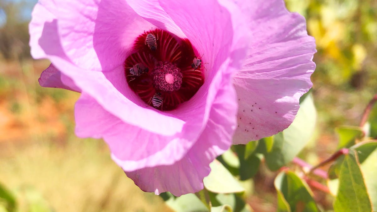 Sturt Desert Rose