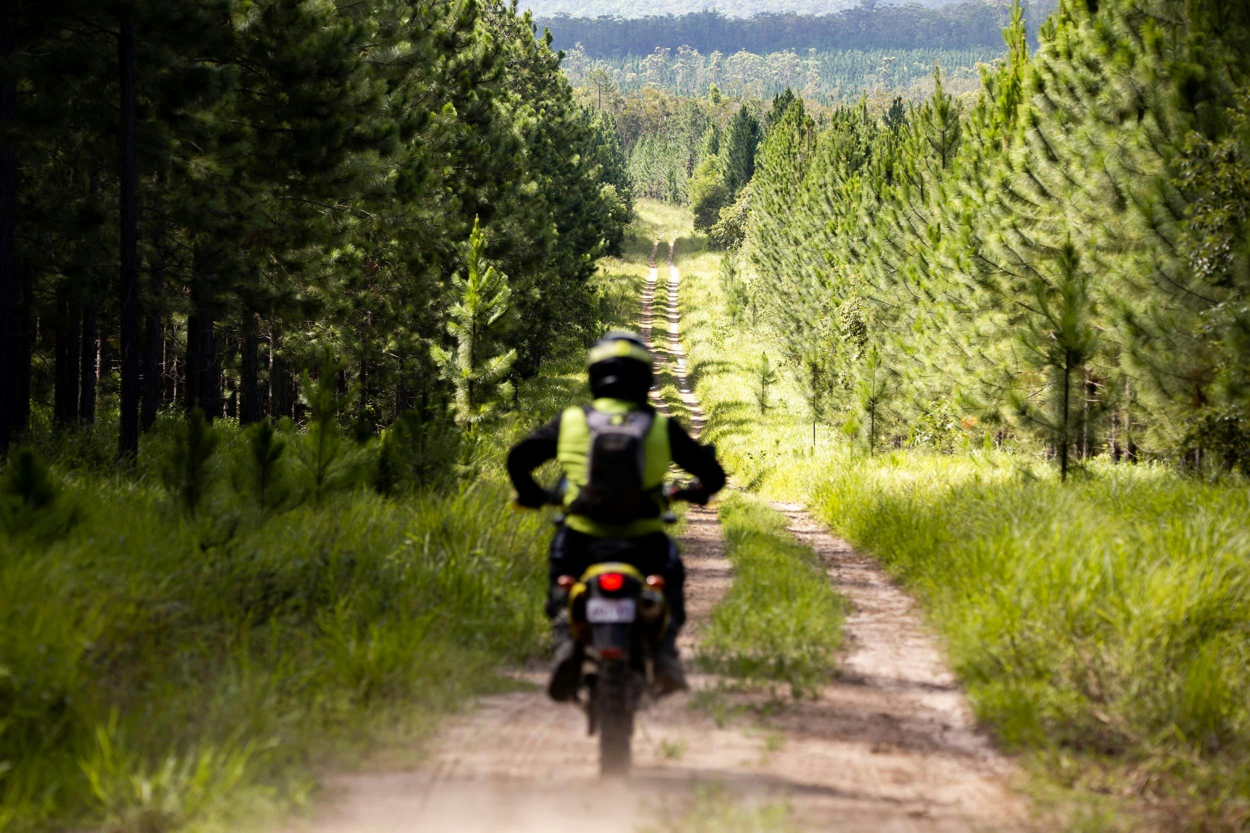 Riding-through-Forest