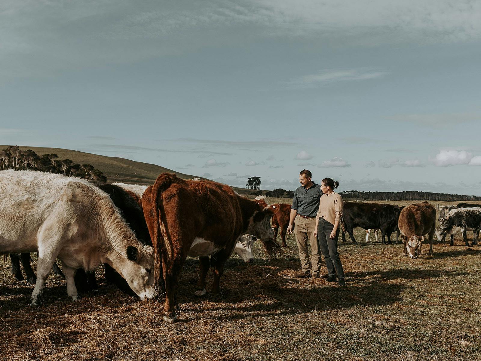 Be a farming midwife this winter image