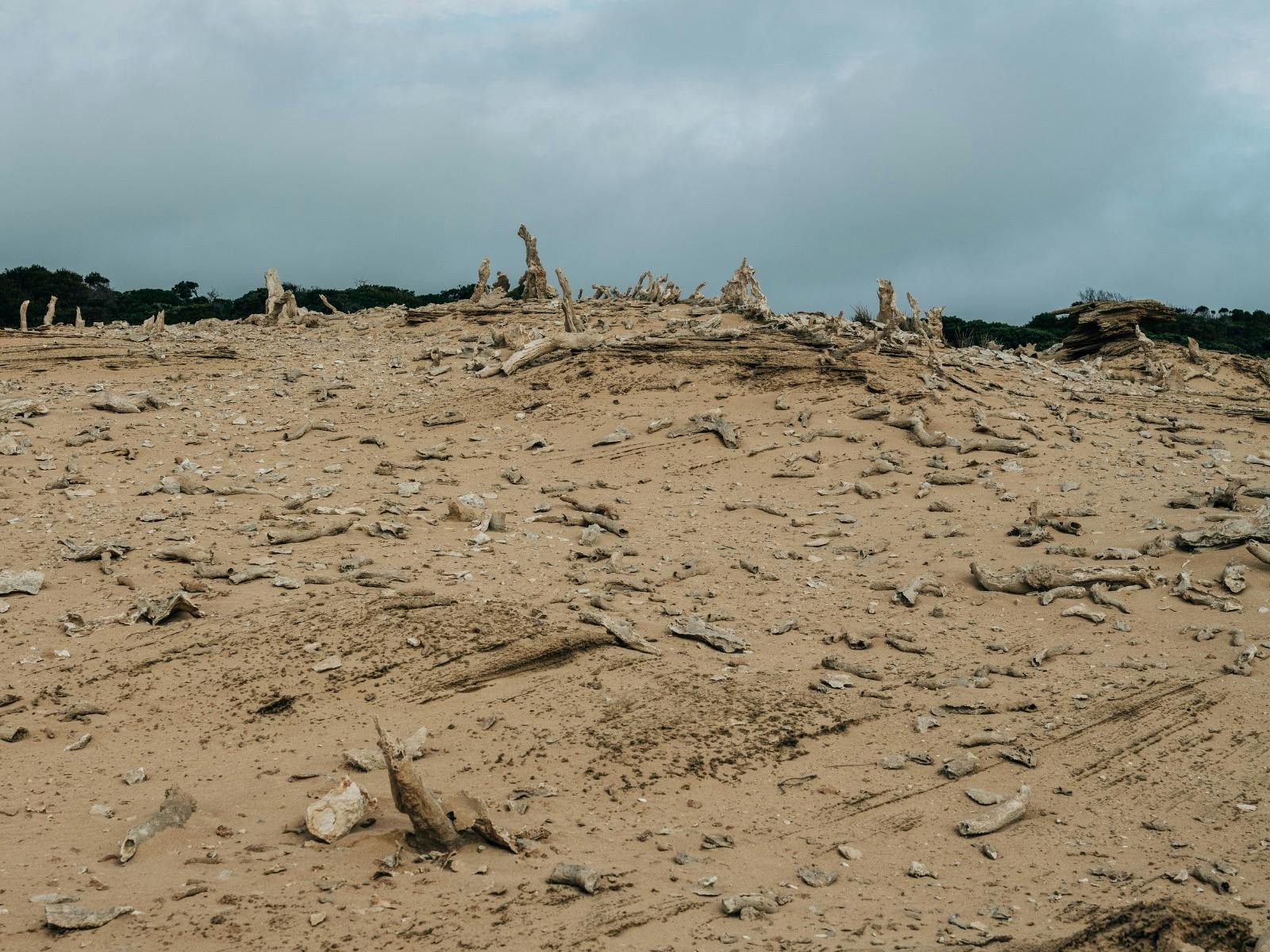 Calcified Forest Track, King Island