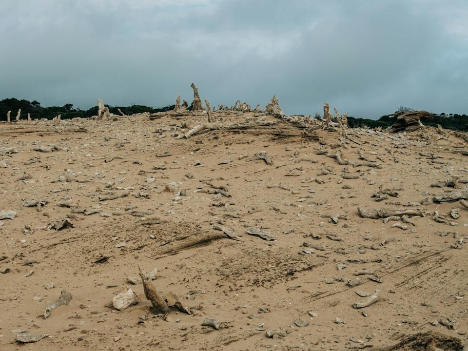 Calcified Forest Track, King Island photo