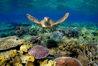 Sunlover Reef Cruises Sea Turtle