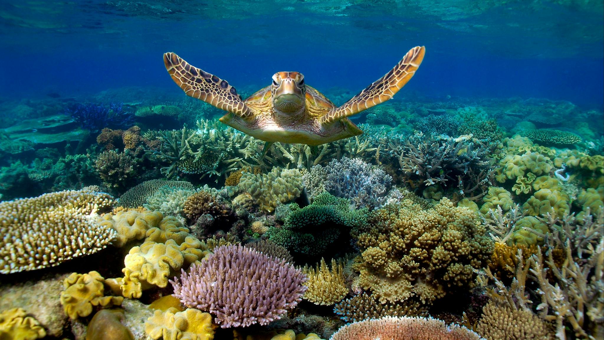 Sunlover Reef Cruises Sea Turtle swimming on Moore Reef, part of the Great Barrier Reef Sunlover Reef Cruises Sea Turtle swimming on Moore Reef, part of the Great Barrier Reef