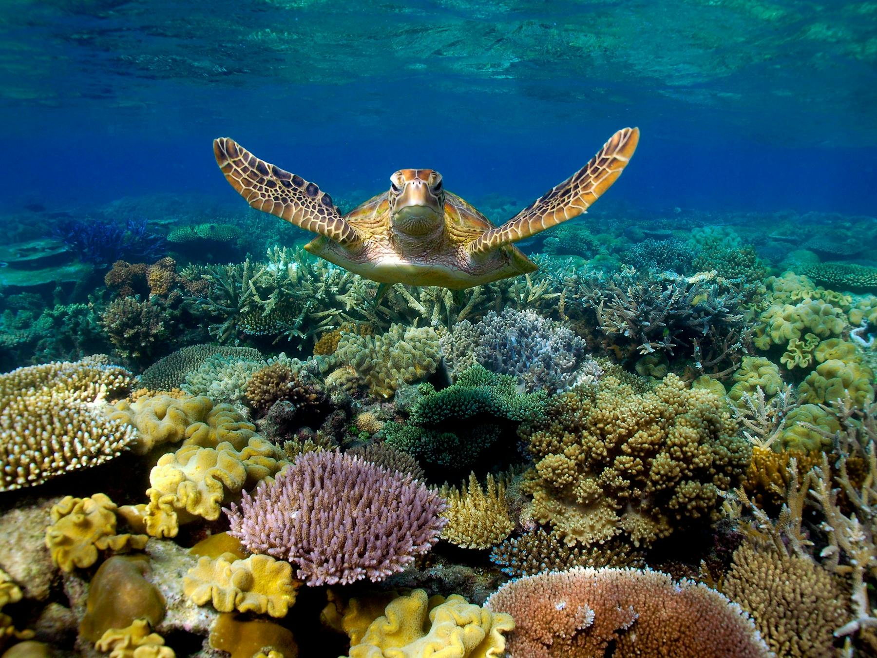 Sunlover Reef Cruises Sea Turtle swimming on Moore Reef, part of the Great Barrier Reef