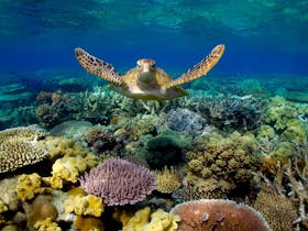 Sunlover Reef Cruises