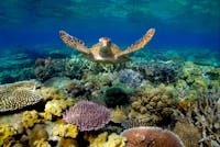 Sunlover Reef Cruises Sea Turtle swimming on Moore Reef, part of the Great Barrier Reef