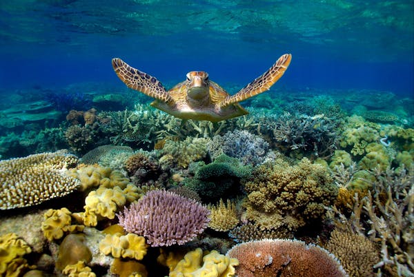 Sunlover Reef Cruises Sea Turtle swimming on Moore Reef, part of the Great Barrier Reef