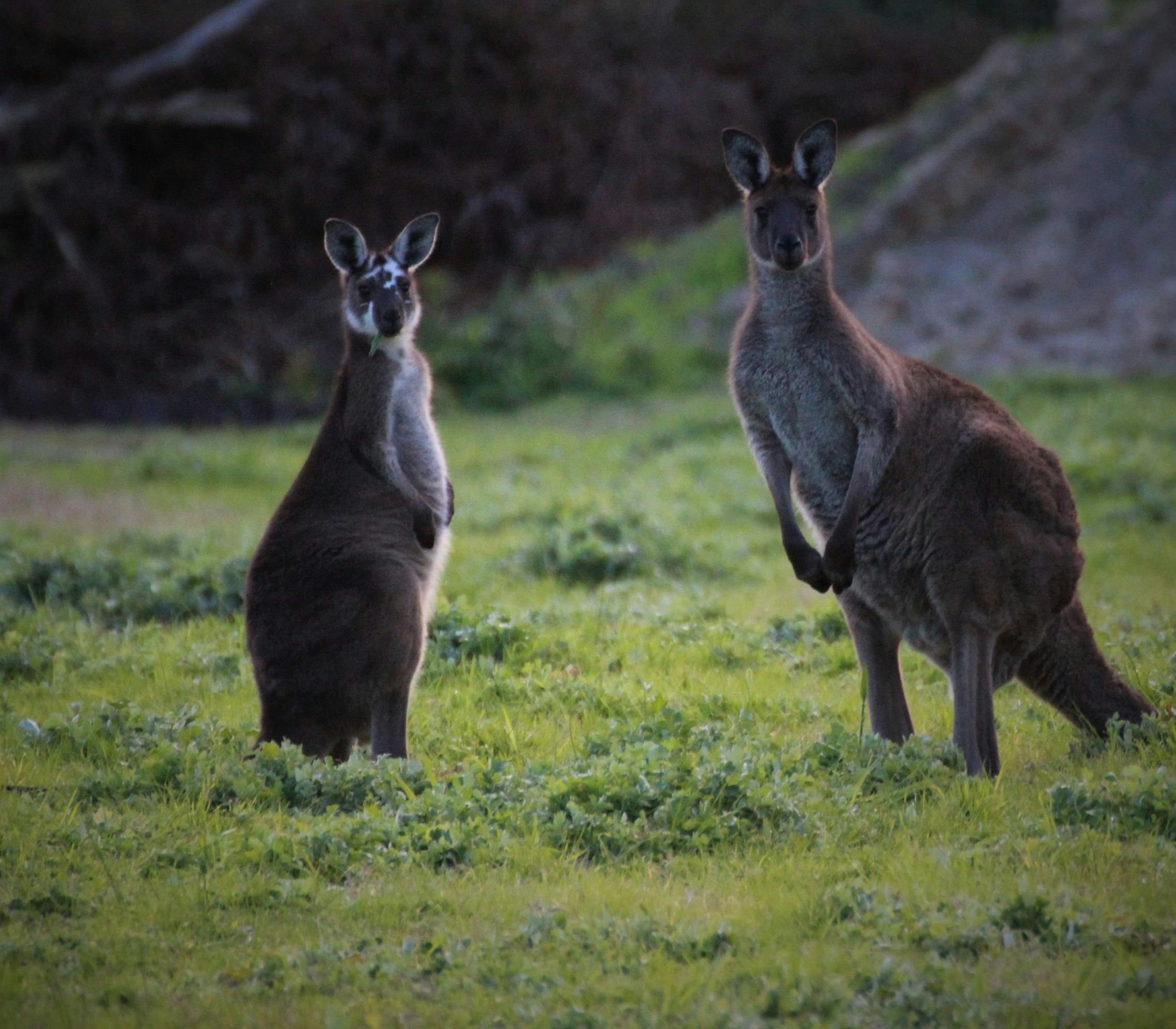 Wild kangaroos