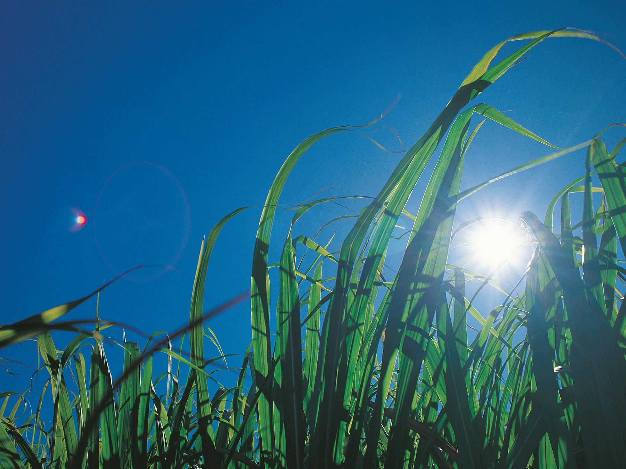 Sugar cane Sugar cane