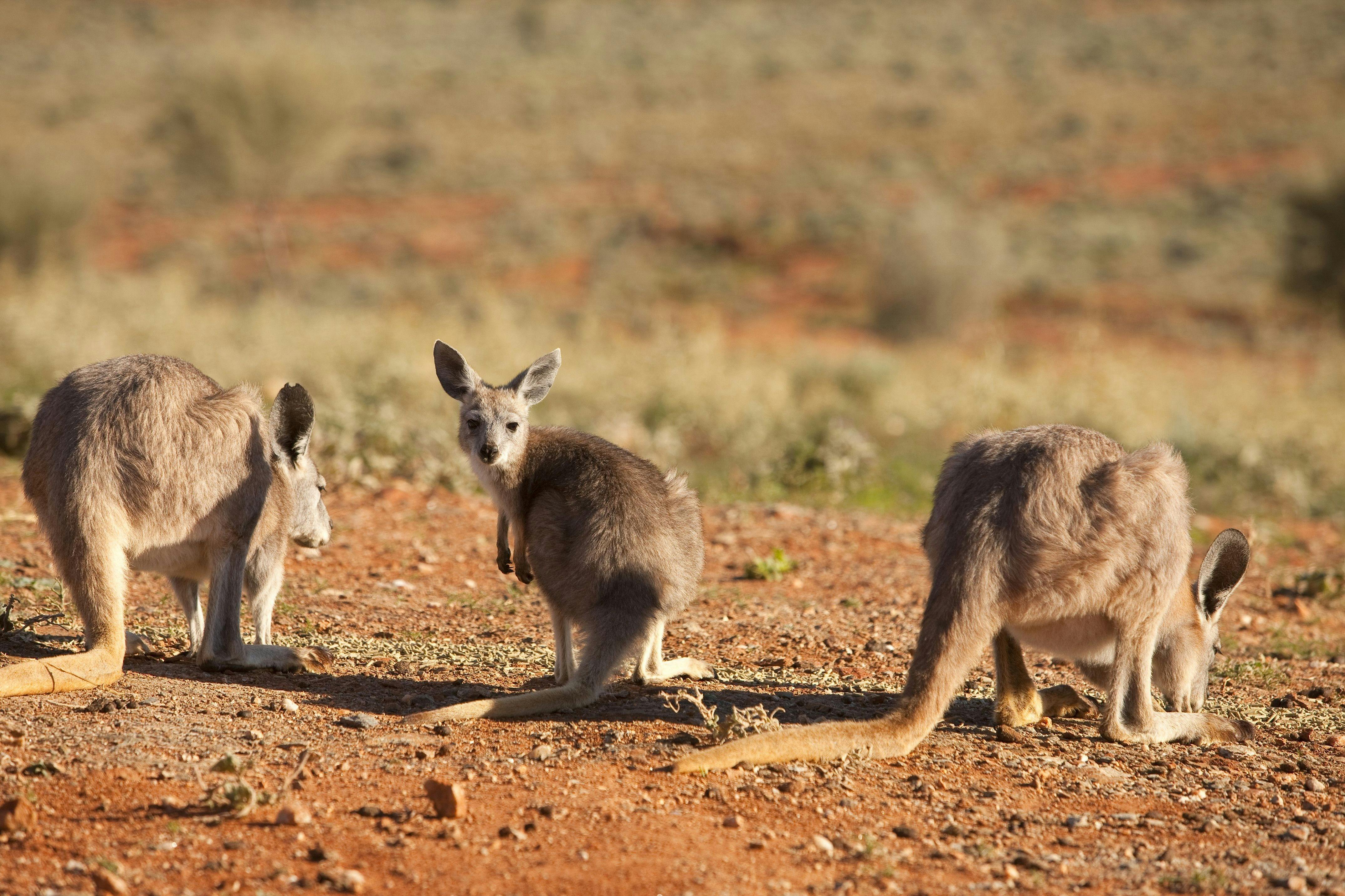 Kangaroos outback nsw