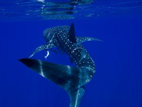 Ningaloo Whaleshark n Dive, Exmouth, Western Australia