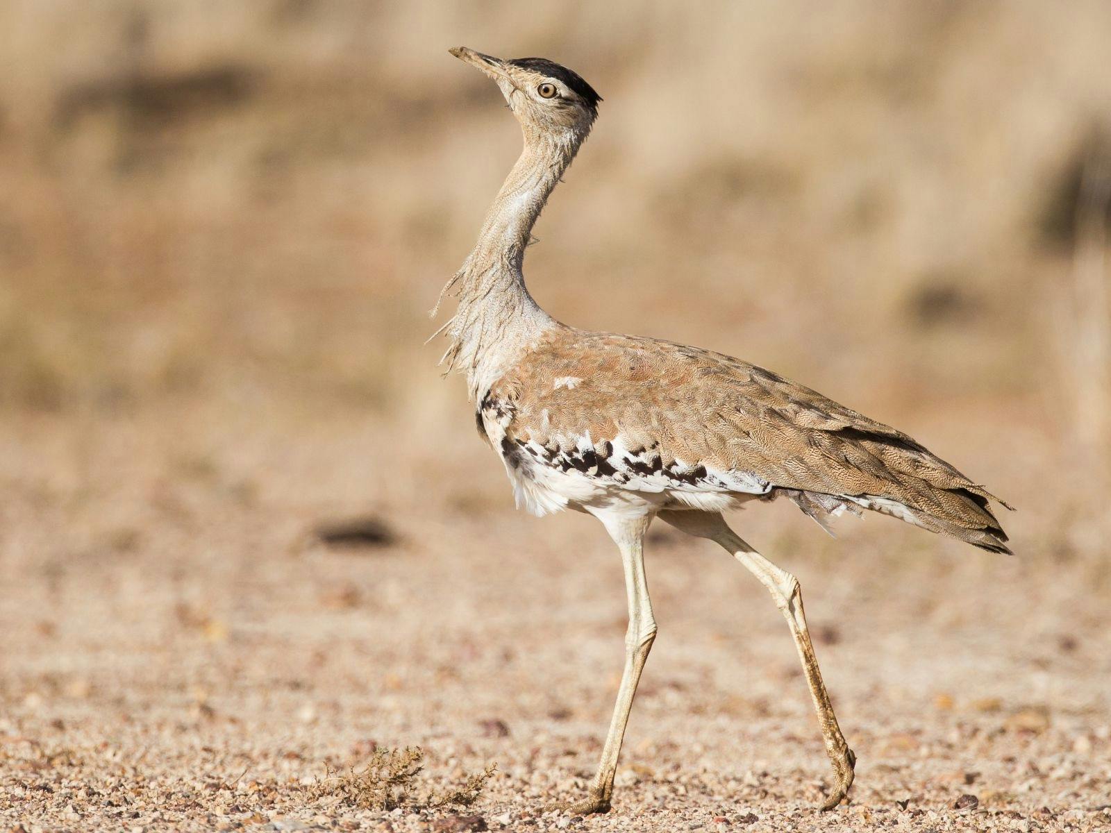 Gluepot Reserve & Bowra Sanctuary Birding Safari