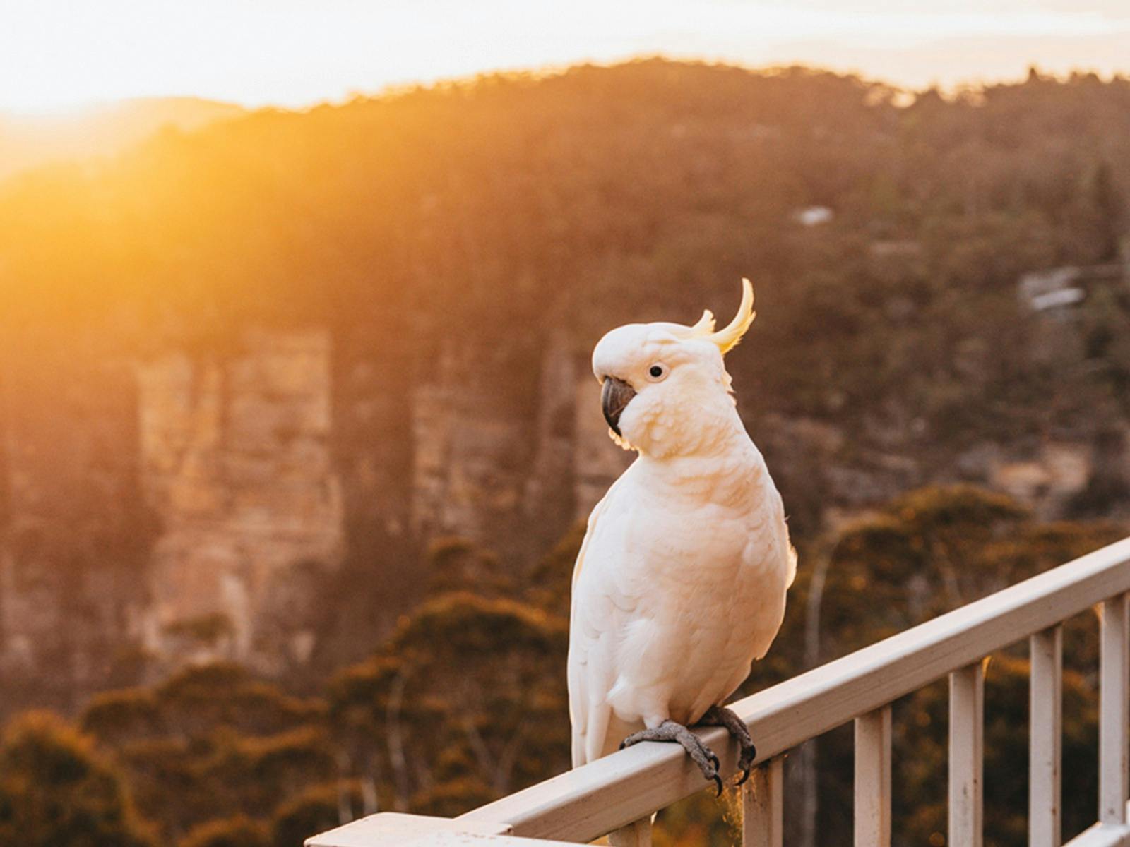 Echoes I Local Wildlife