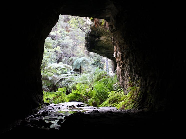 A long dark railway tunnel with lush tree ferns at the entrance.