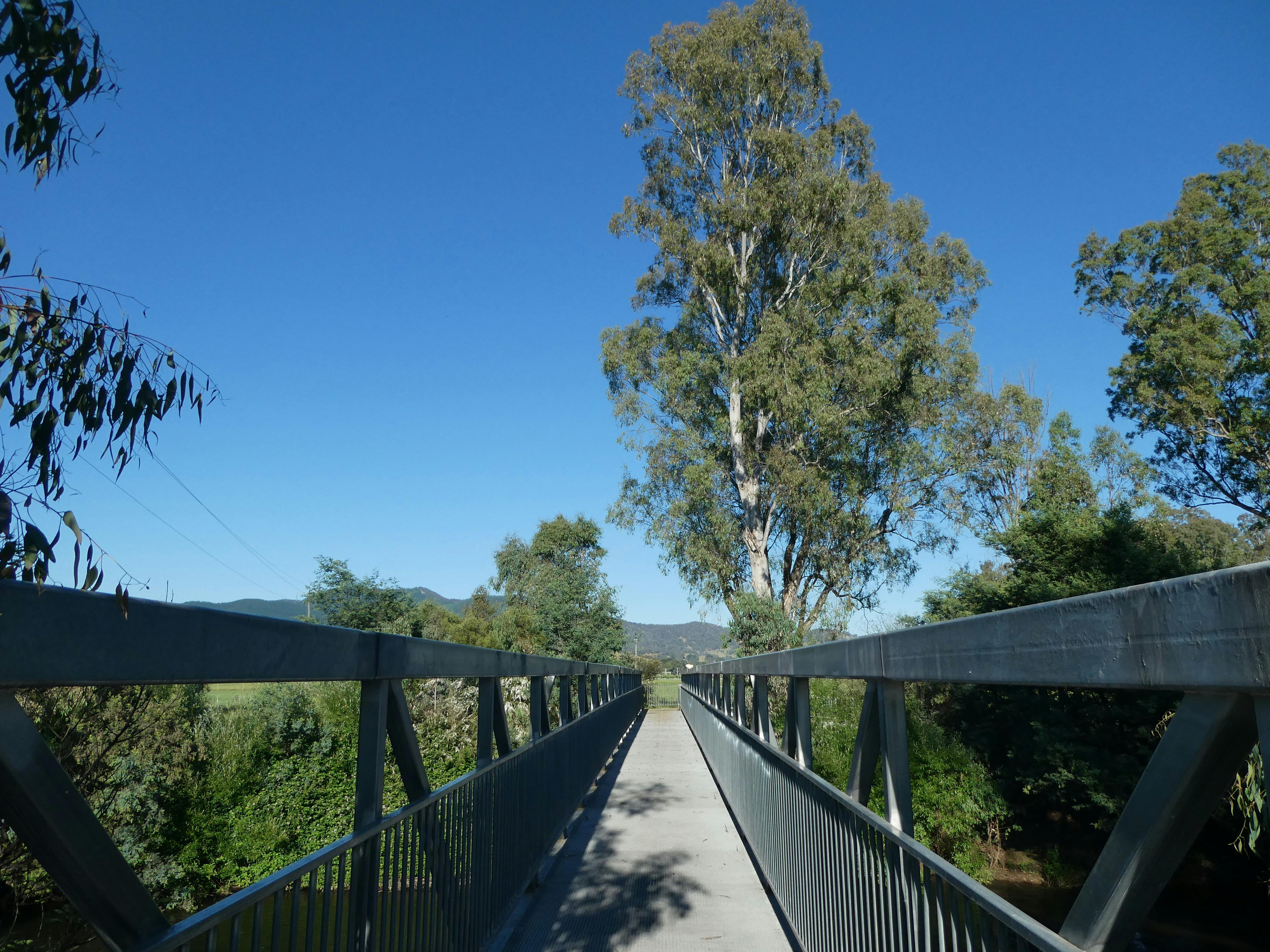 A bridge over Ovens River, clear blue sky with tall Eucalyptus in the skyline.