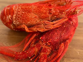 Southern Rock Lobster Lacepede Seafood