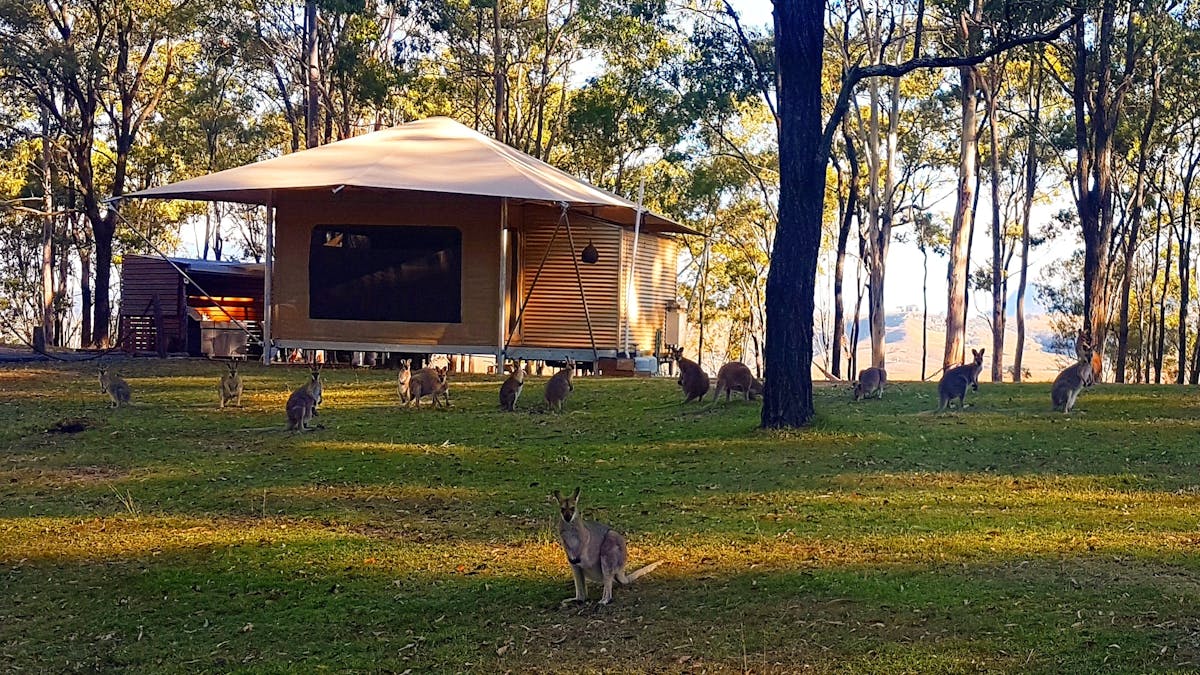 Wallabies right outside your Eco-tent