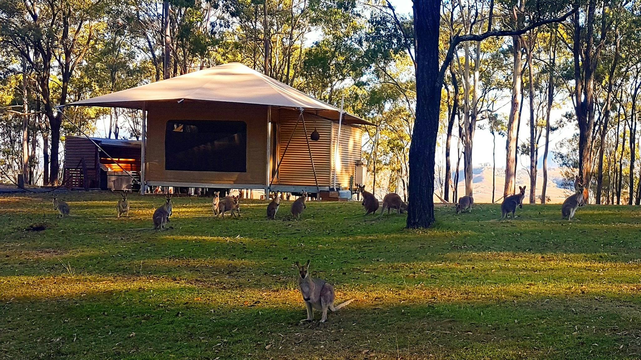 Wallabies right outside your Eco-tent