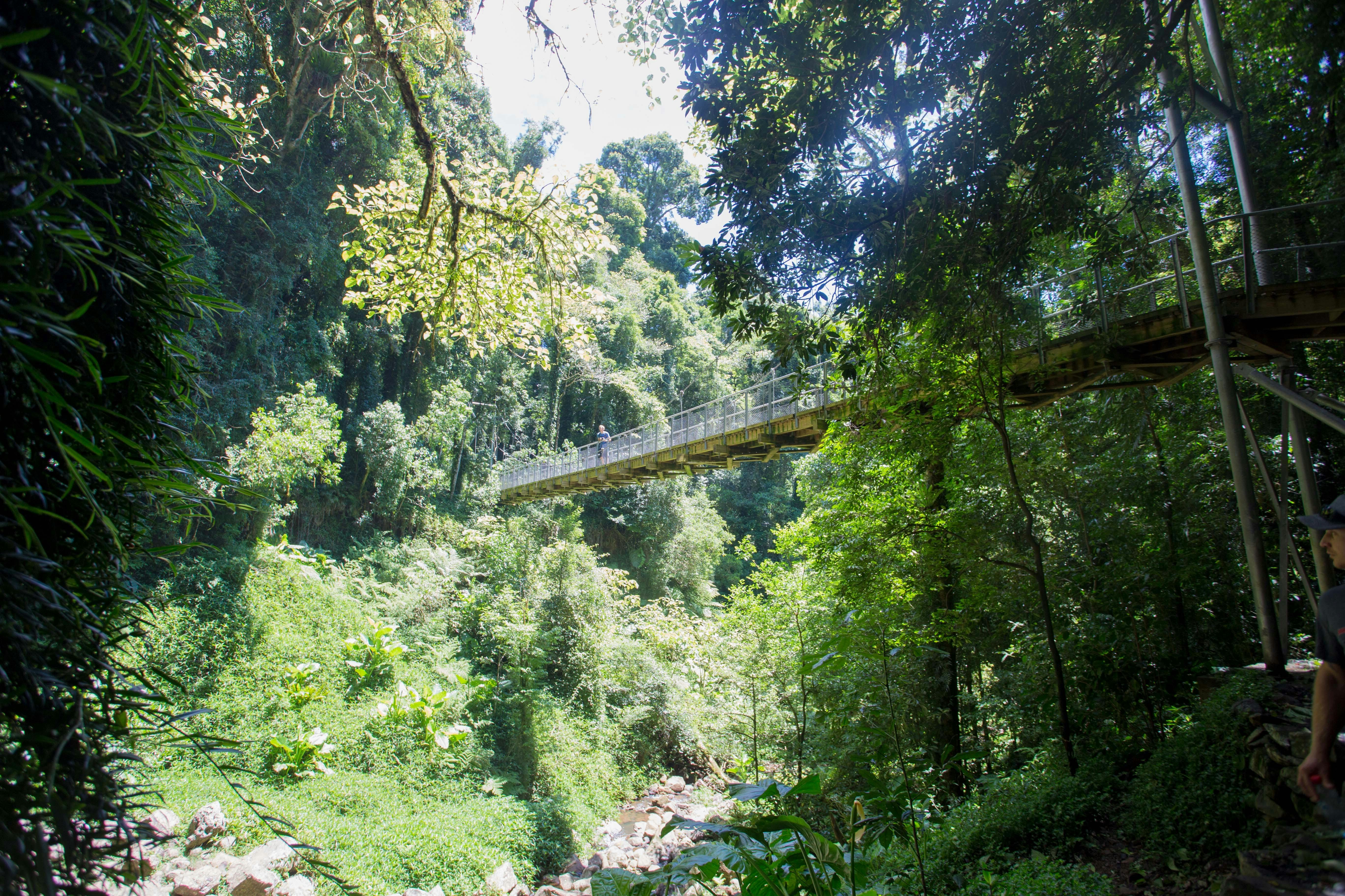 Dorrigo National Park
