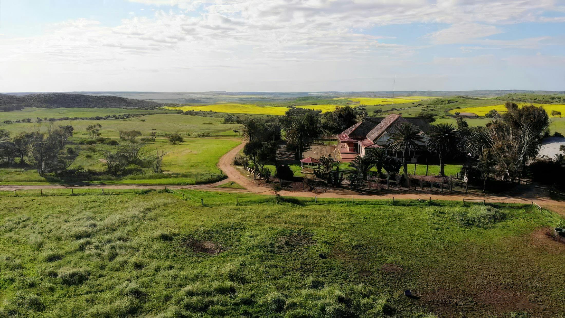 a paddock with canola fields in the background, trees and a brick homestead