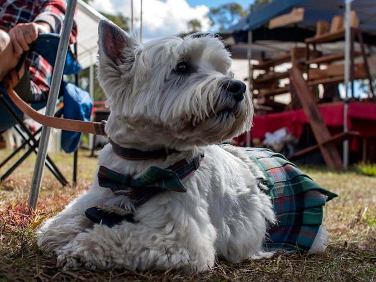 Australian Celtic Festival Pets