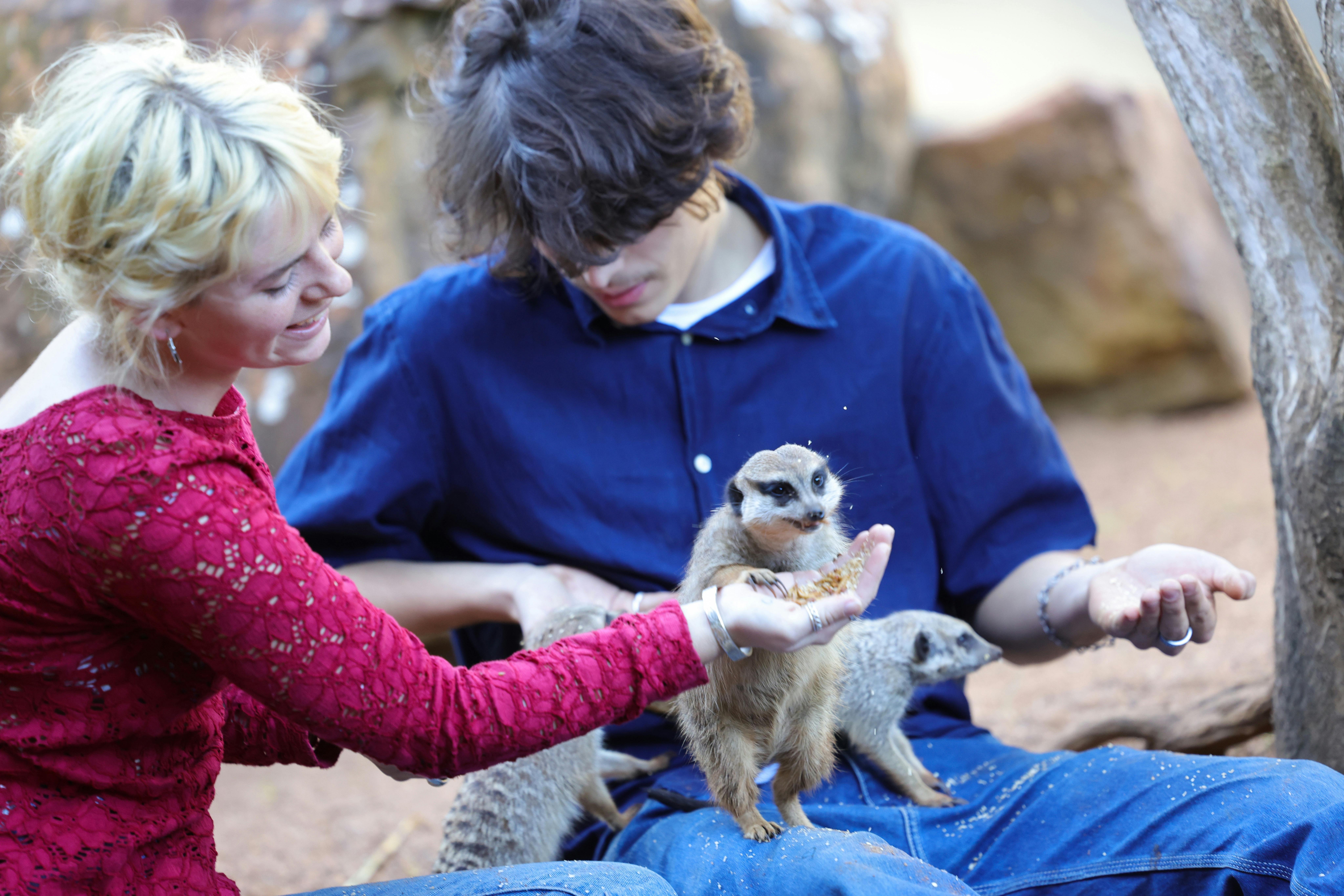 Meerkats MeerkatEncounter Billabong BillabongZoo PortMacquarie