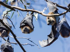 Bats at Yarra Bend Park