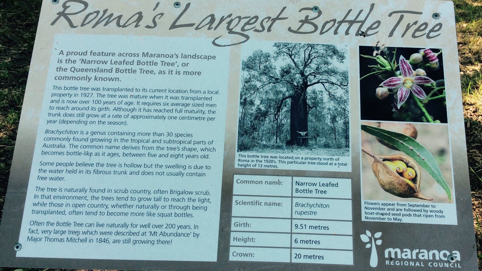 Roma's Largest Bottle Tree