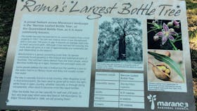 Roma's Largest Bottle Tree