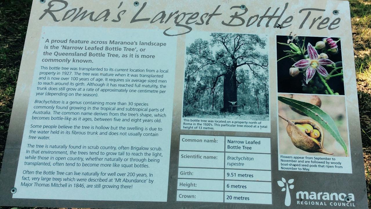 Roma's Largest Bottle Tree Sign