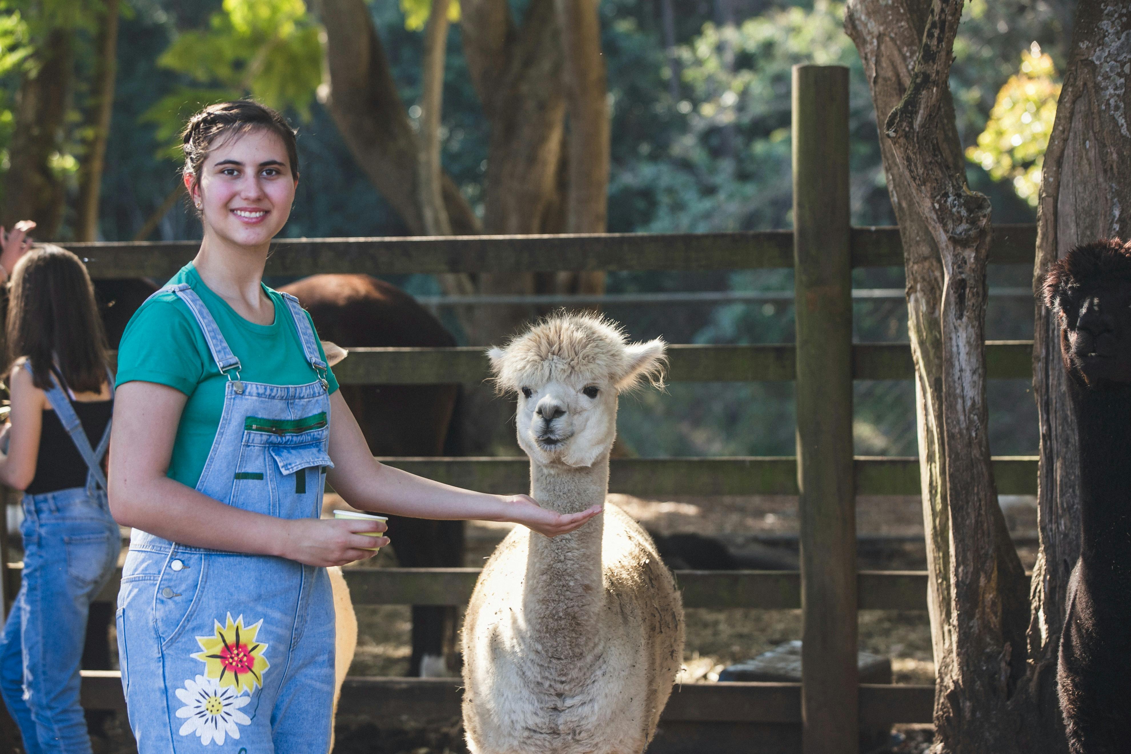 Visitor feeding an alpaca at the animal farm at Historic Rivermill.