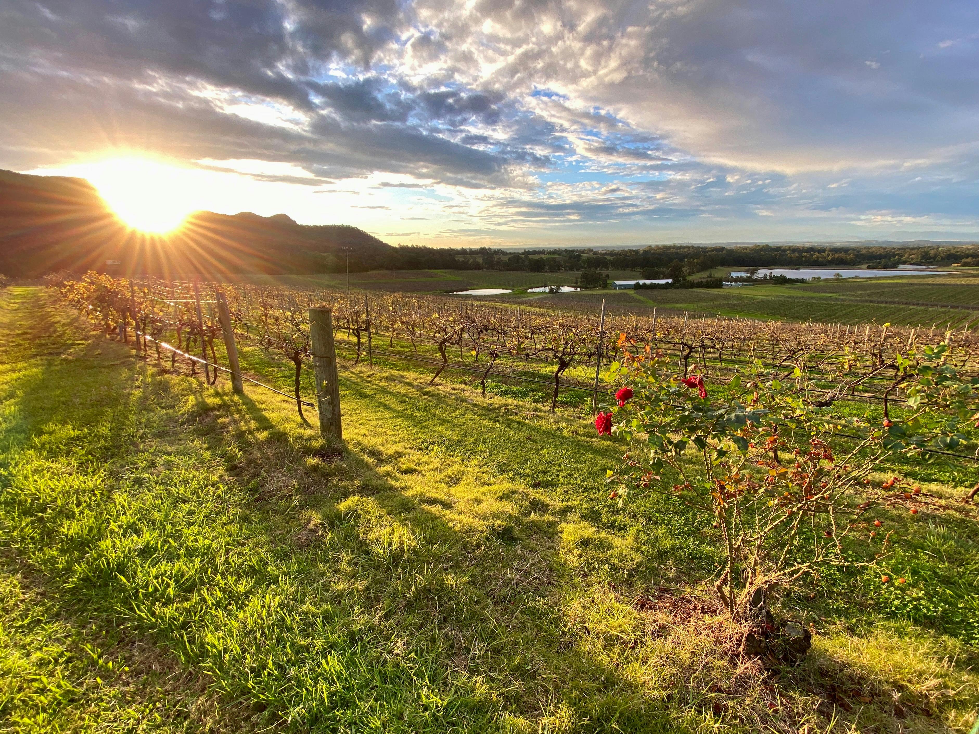The setting sun shines on a Hunter Valley vineyard