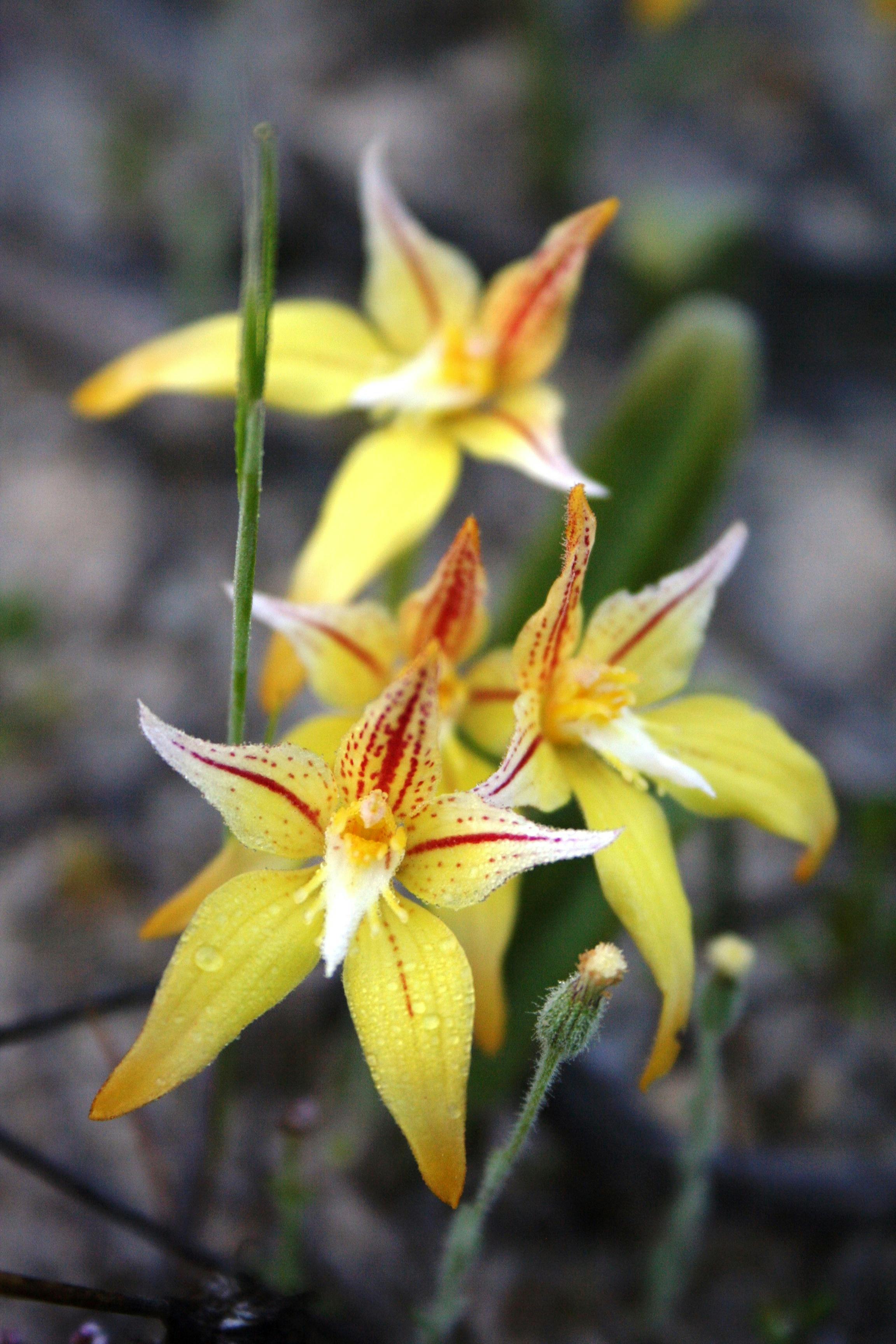 Wongan Hills Wildflowers