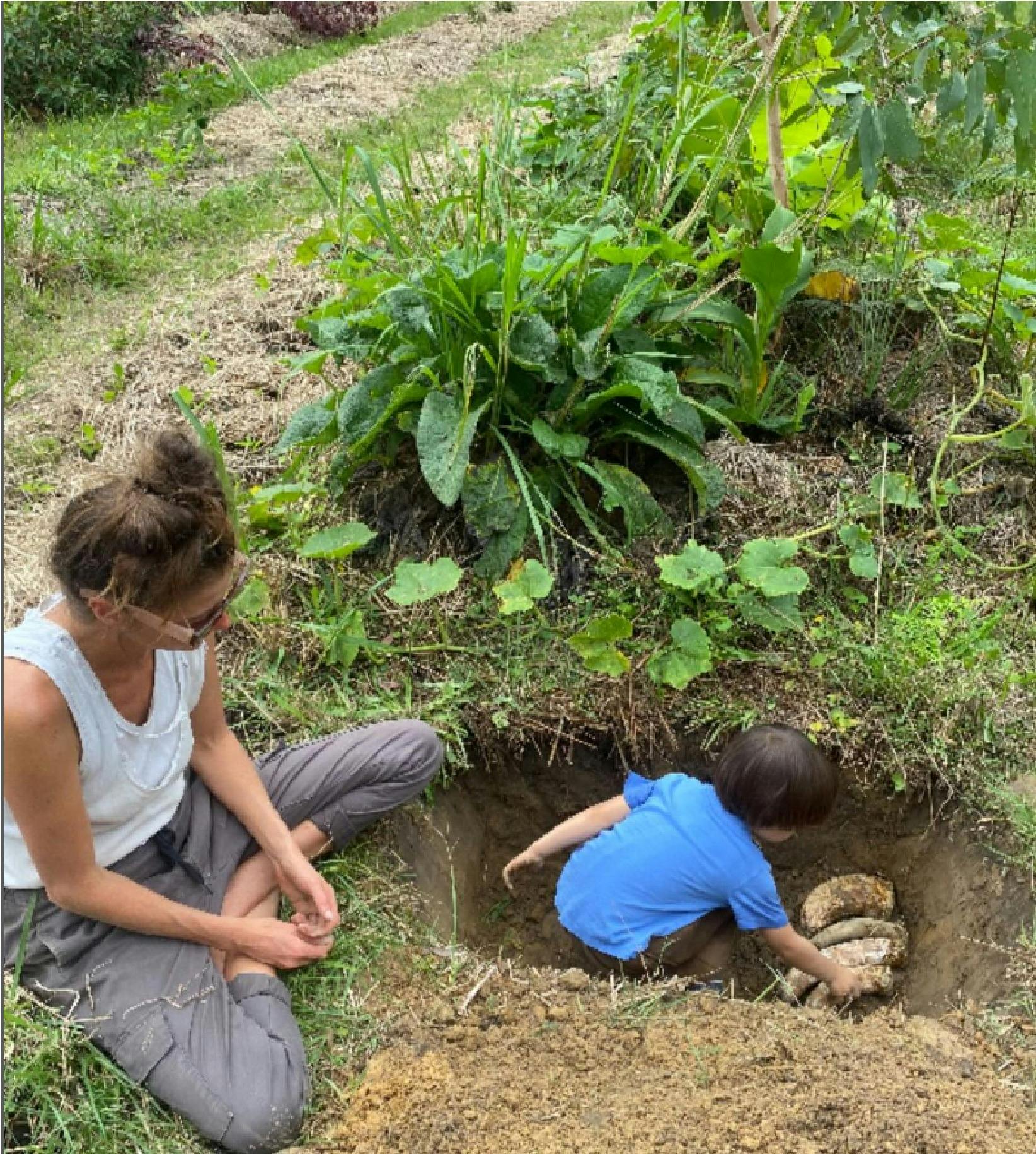 Syntropic Agroforestry with Syntropic Solutions