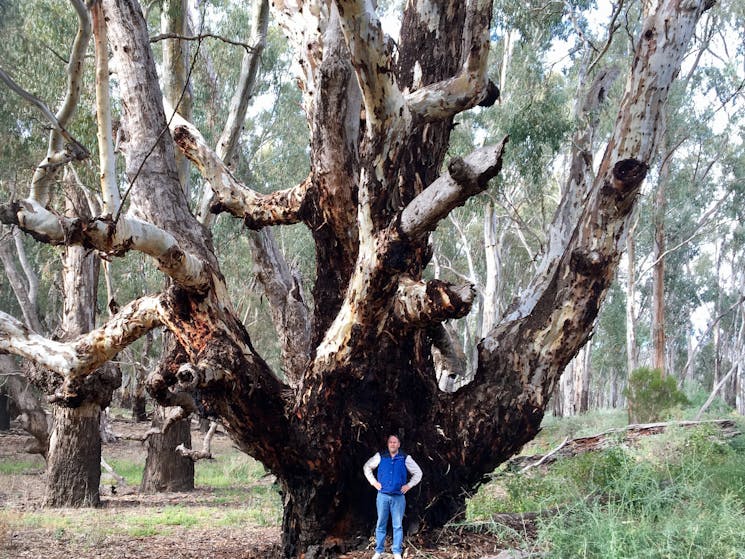Exploring red gum forests along the Murray river
