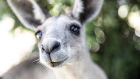 Kangaroo in Quilpie