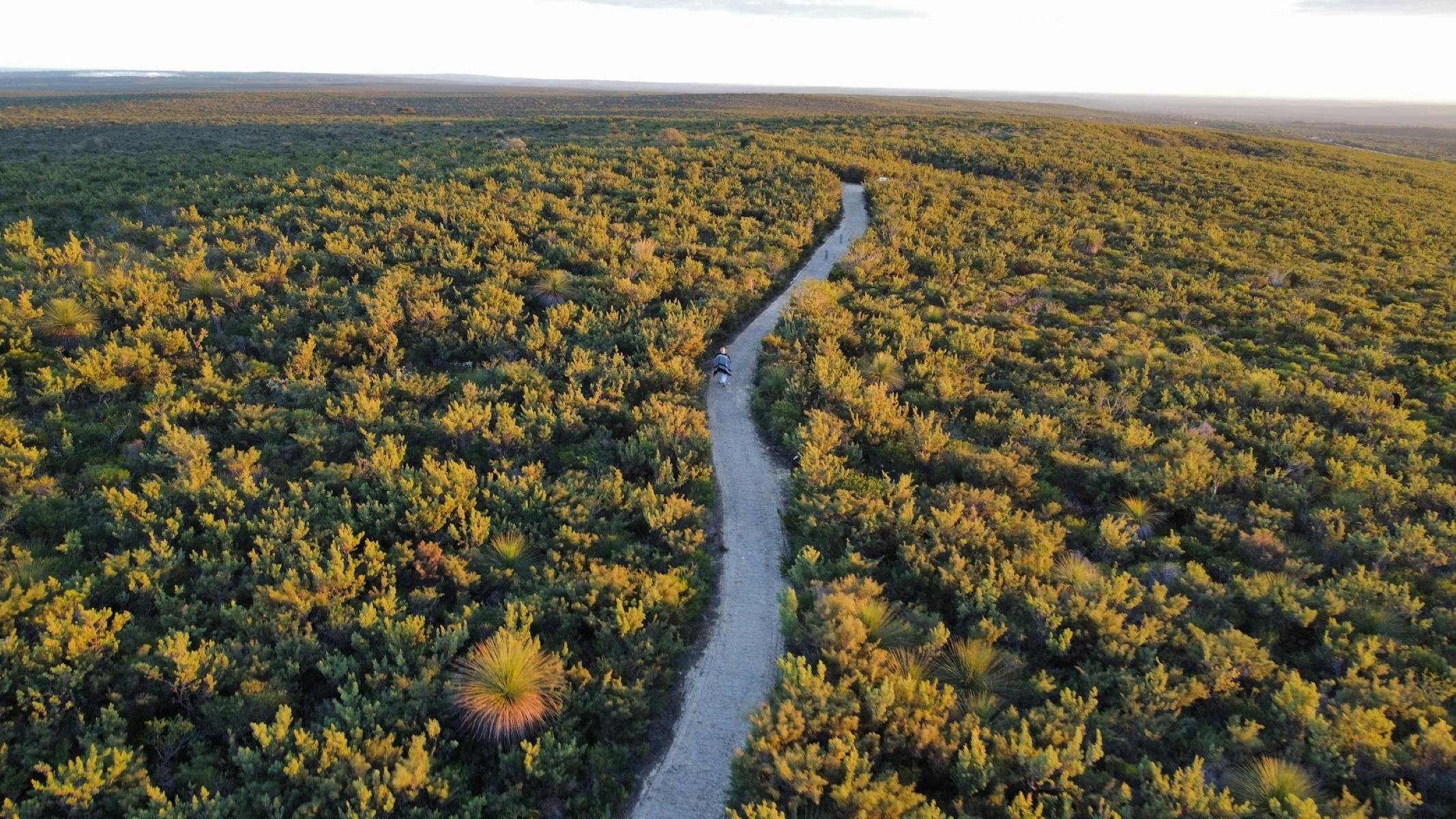 Walking trail shot by a drone over kwongan country at sunrise