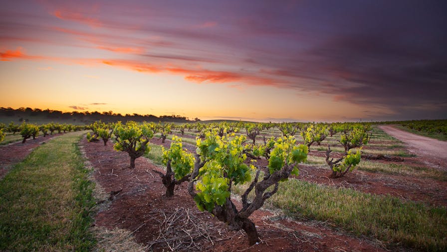 Seppeltsfield VINEYARD PHOTOGRAPHY Experience