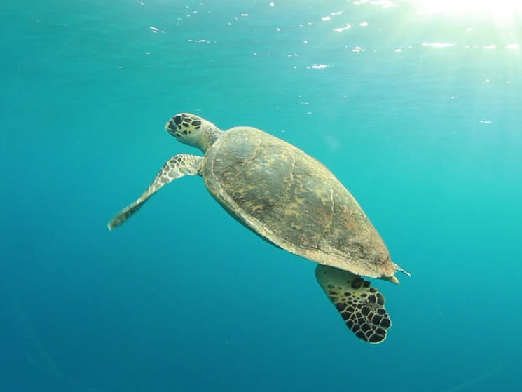 Giant Turtle Whitsunday Islands