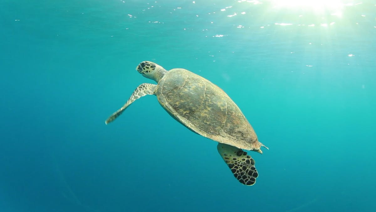 Giant Turtle Whitsunday Islands